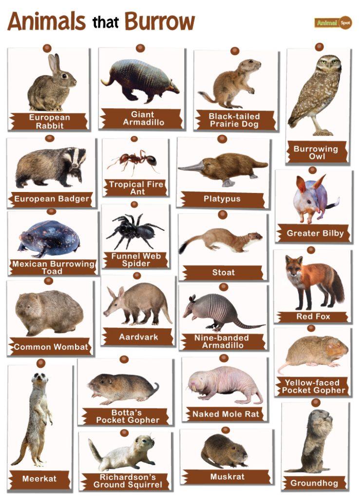 Animals that Burrow