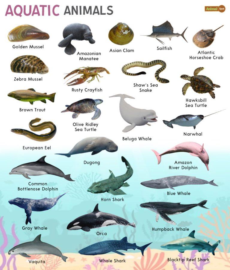 essay on aquatic animals for class 2
