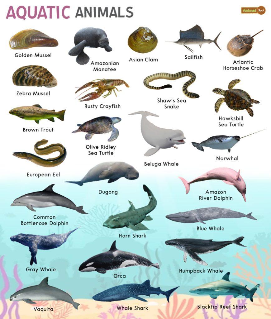 Aquatic Animals – Facts, List, Pictures