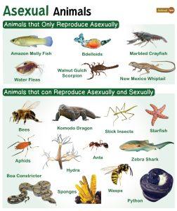 Asexual Animals – Facts, Types, List, Pictures, Chart, and More