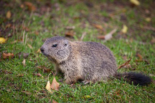 Alpine Marmot – Facts, Size, Habitat, Pictures