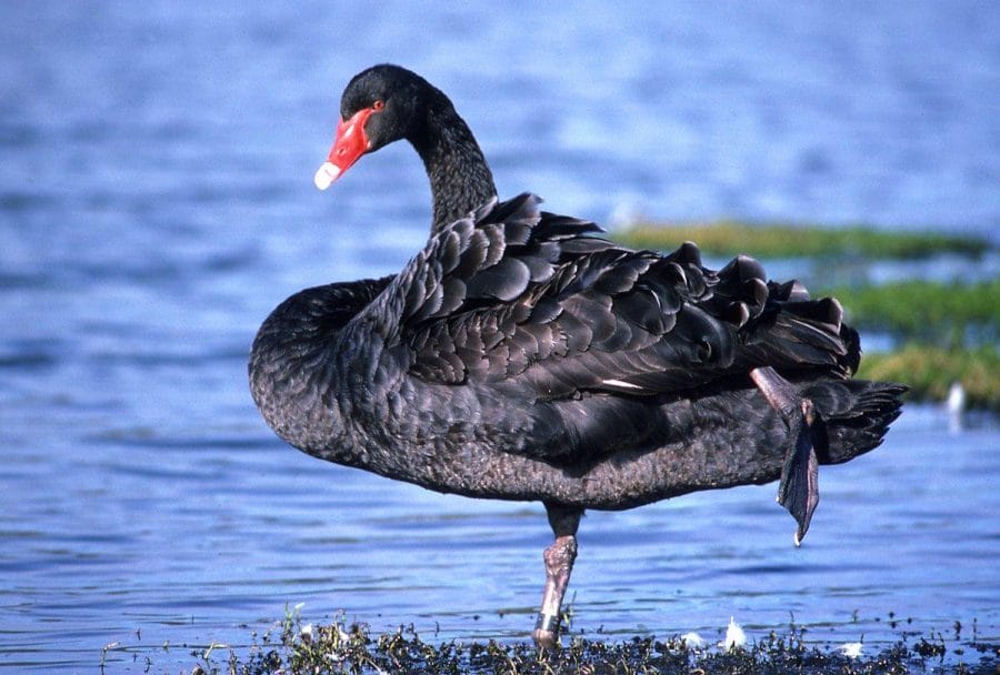 Черный лебедь зона. Cygnus atratus. Чёрный лебедь. Австралийский лебедь. Черный лебедь Австралия.