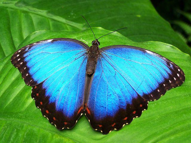 Butterfly of the Week - The Blue Morpho