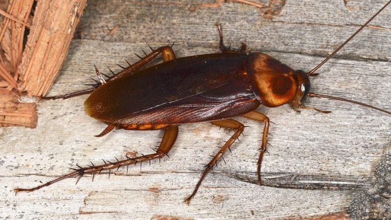 Is That A Cockroach Buzzing Near You Find Out Now - 8psb2f8