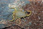 ghost crab a