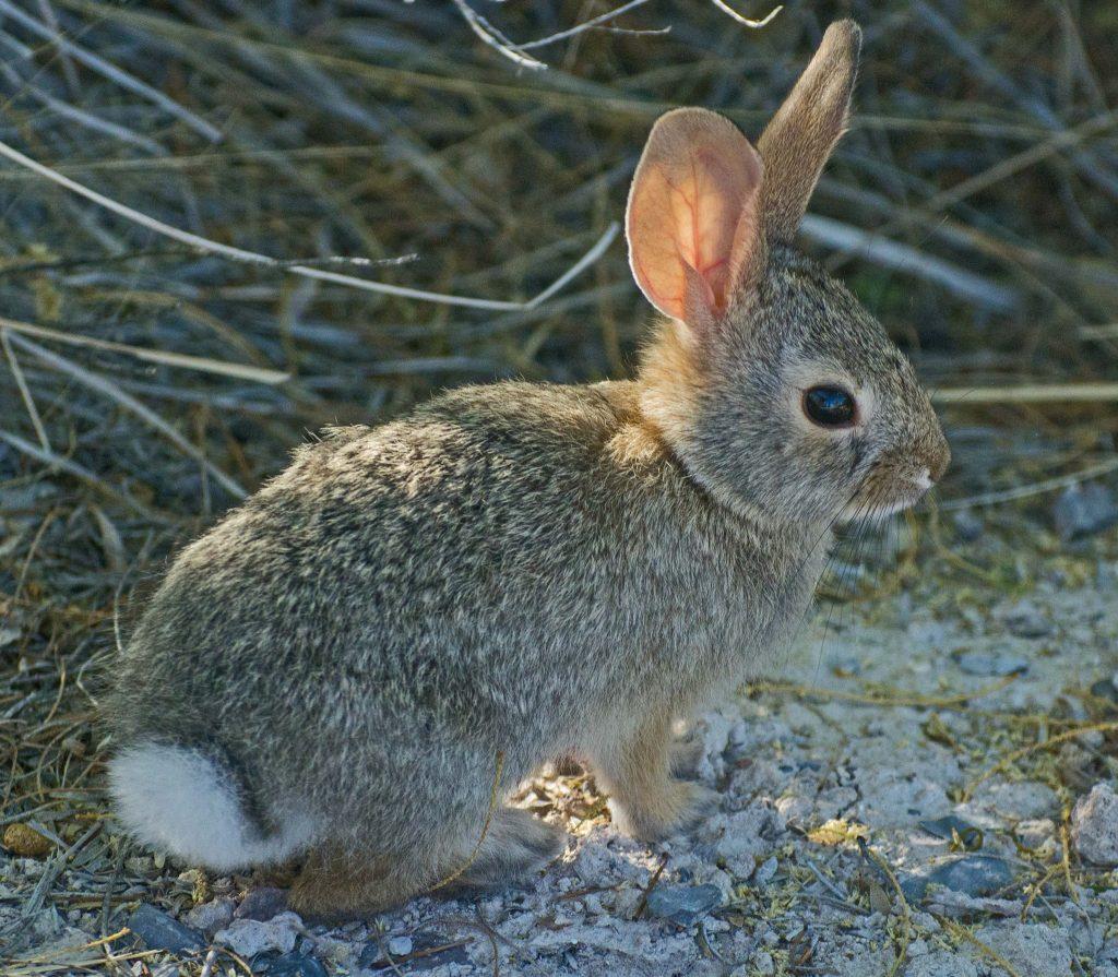 Desert Cottontail Facts, Size, Habitat, Pictures
