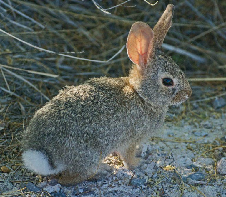 desert-cottontail-facts-size-habitat-and-pictures