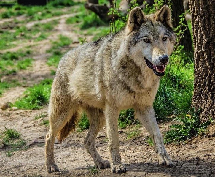 Eurasian wolf– Facts, Size, Habitat, Pictures