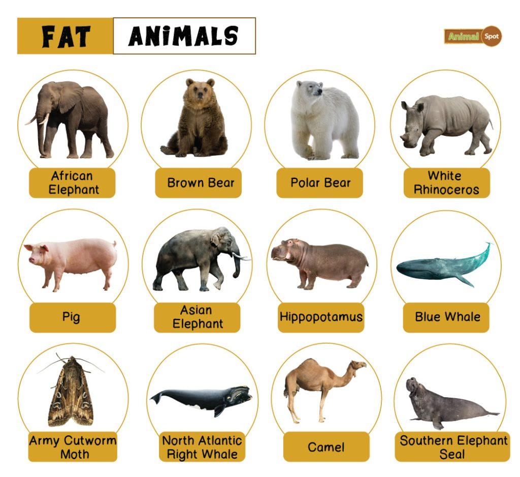 Fat Animals