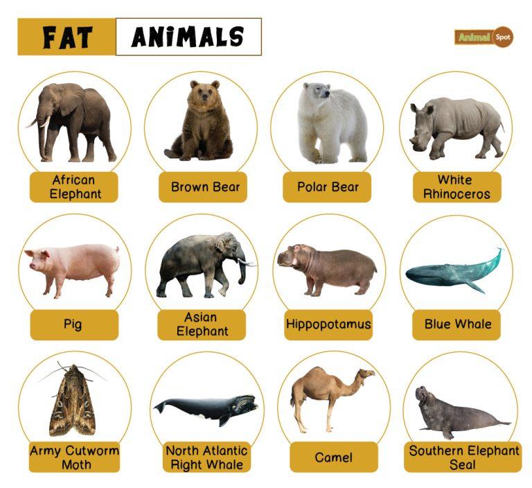 Fat Animals Facts List Pictures fat-animals-facts-list-pictures