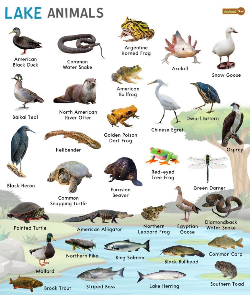 Lake Animals Facts List Pictures