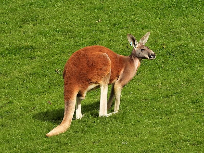 red kangaroo muscles