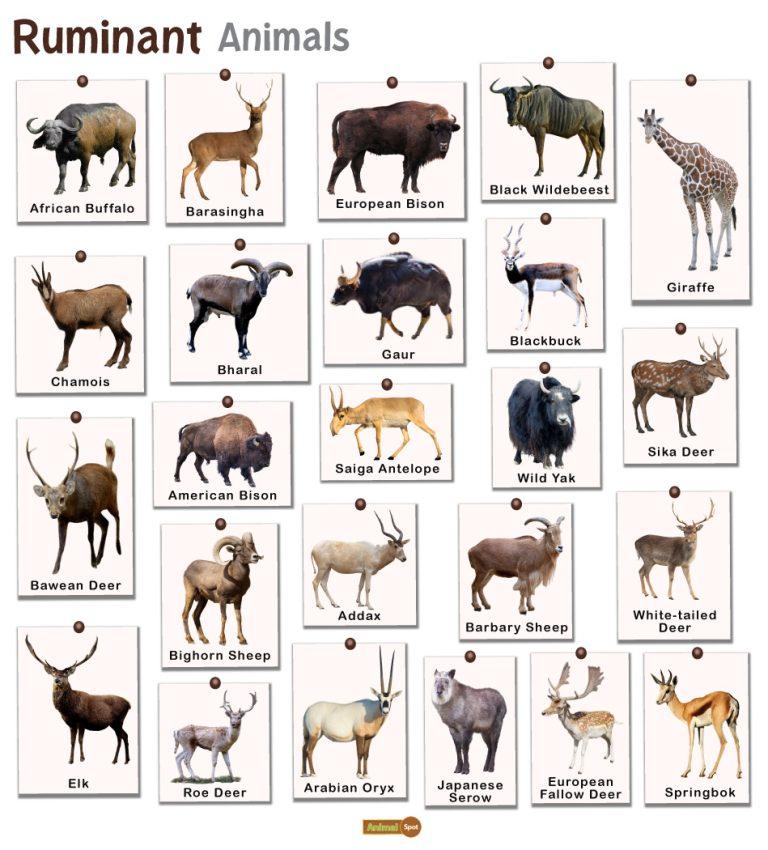 Animals that ruminate facts list pictures