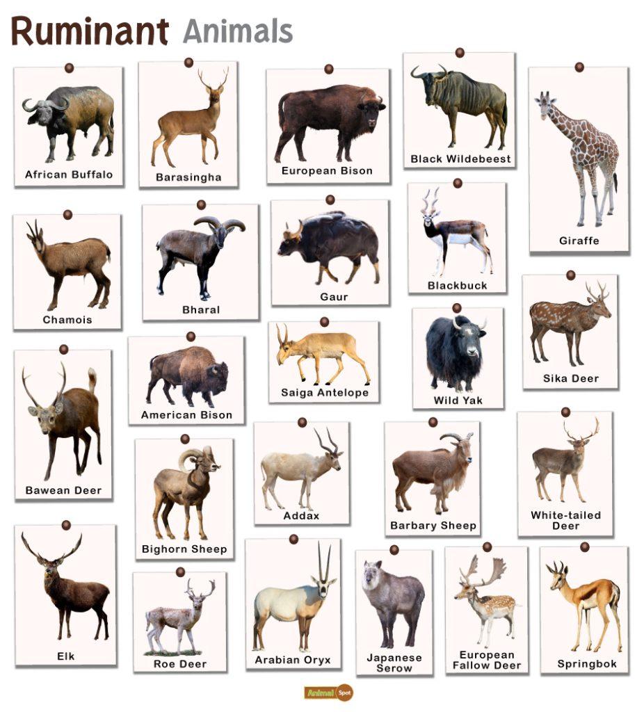 Ruminant Animals