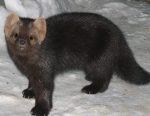 Sable Behavior Sable – Facts, Size, Habitat, Diet, Lifespan, and Pictures