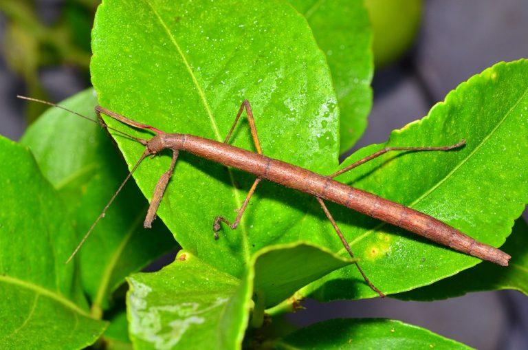 Asexual Animals Facts, List, Pictures