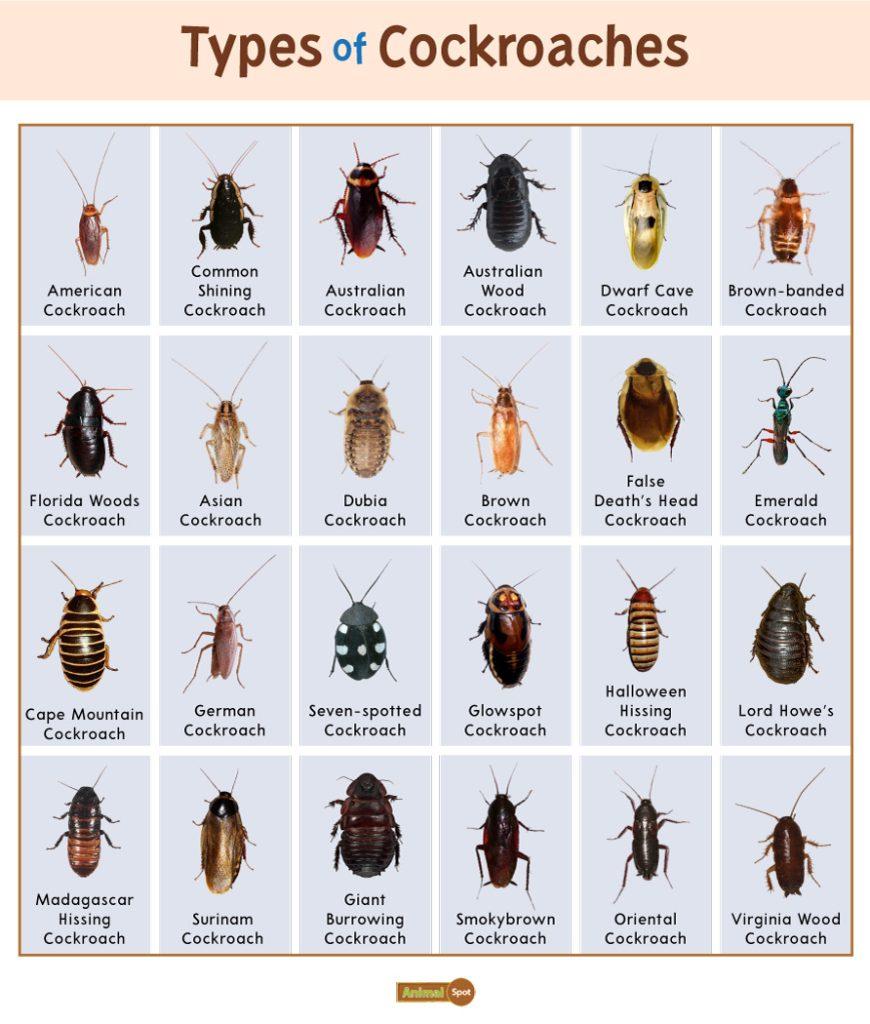 Types of Cockroaches