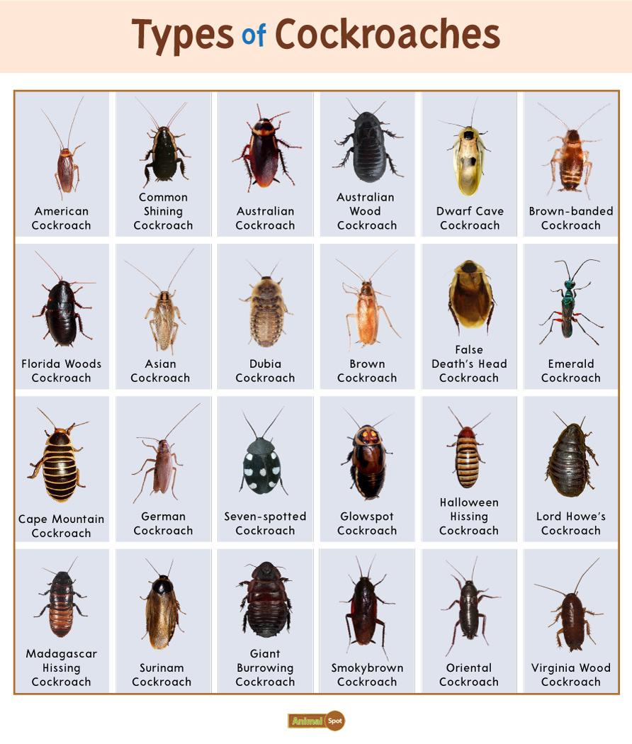 Cockroach Facts, Types, Diet, Reproduction, Classification, Pictures