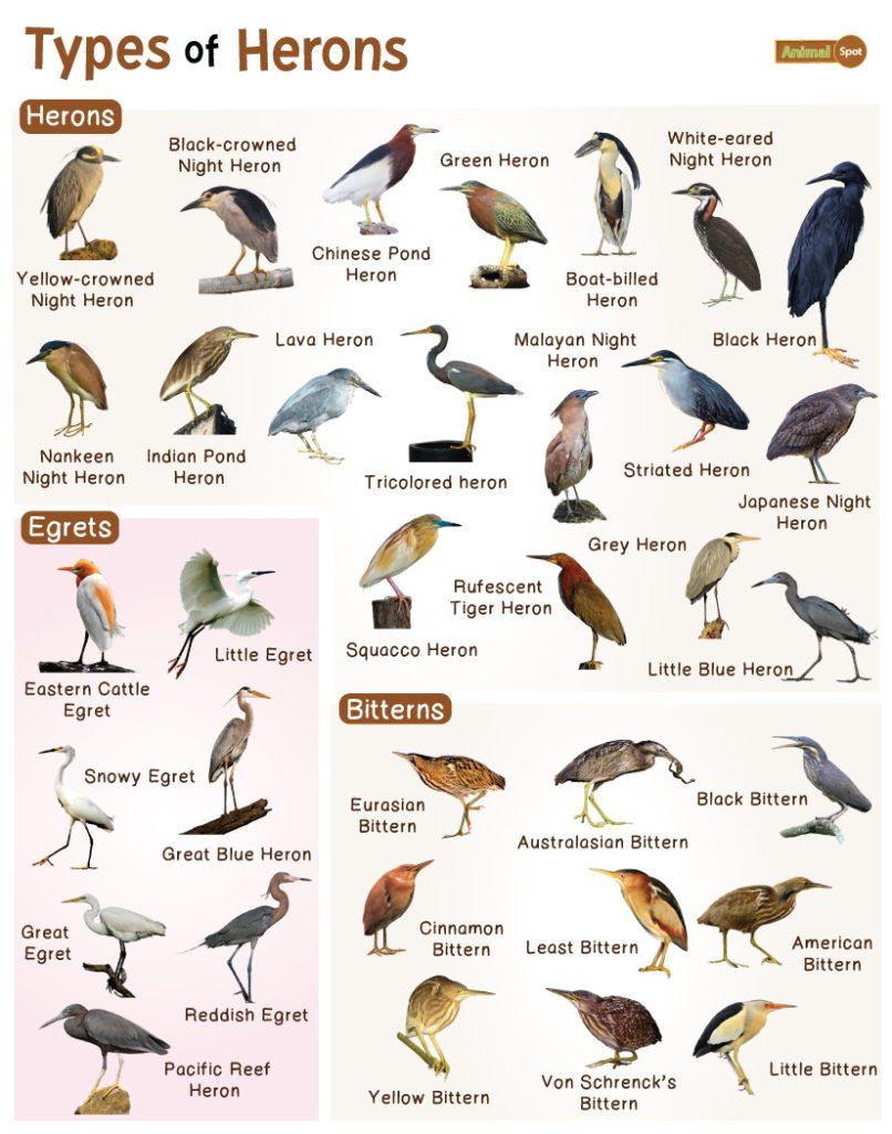 Types of Herons
