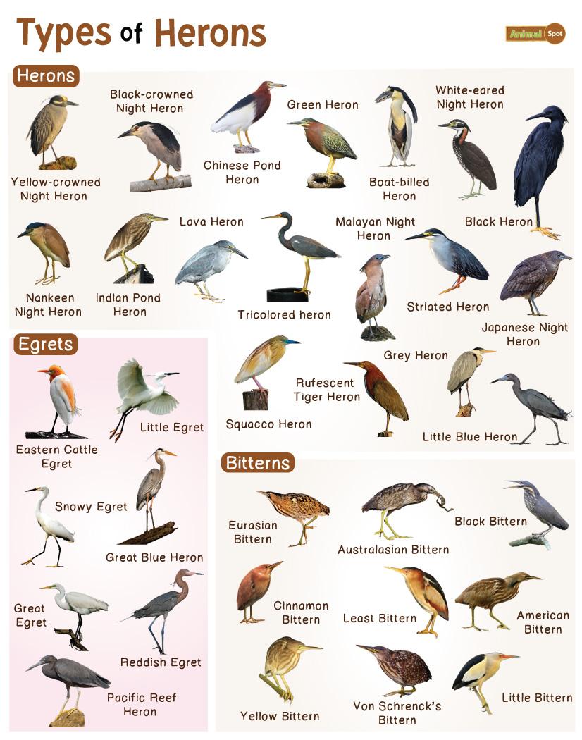 Heron