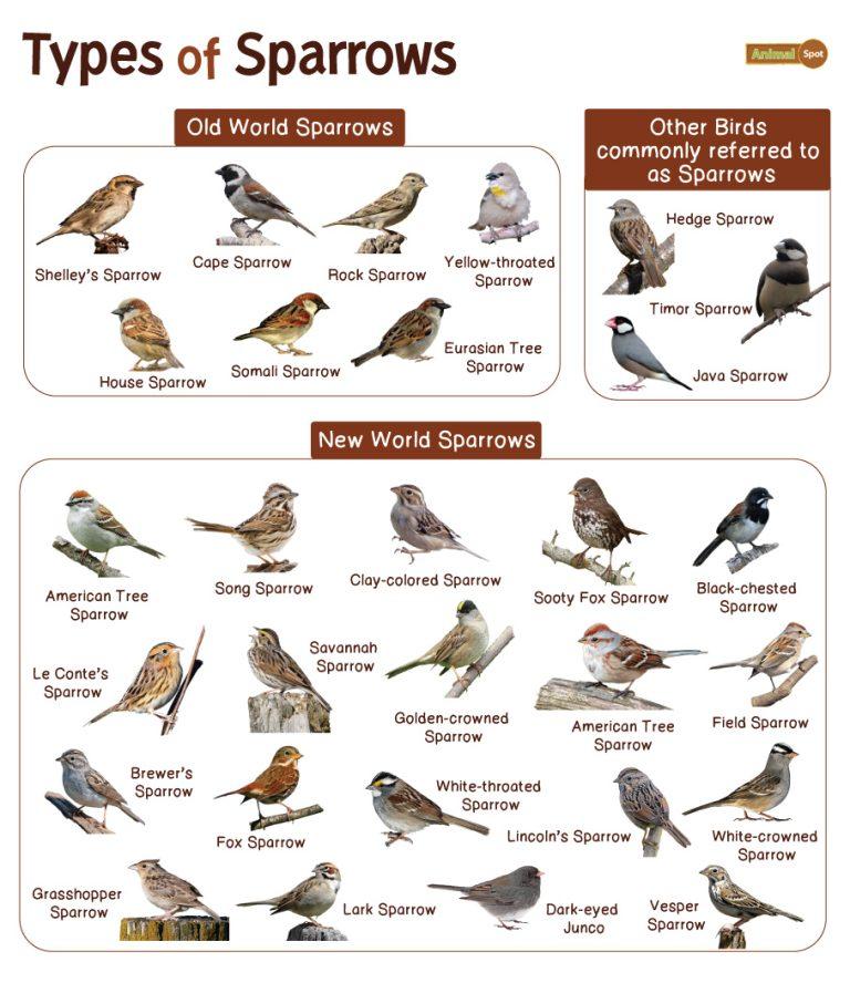 Sparrow Facts Types Diet Reproduction Classification Pictures sparrow-facts-types-diet-reproduction-classification-pictures