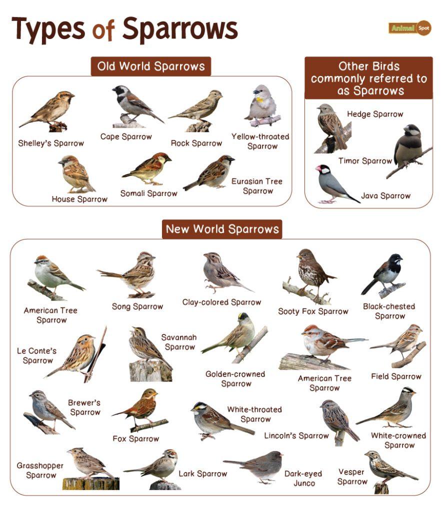 Types of Sparrows