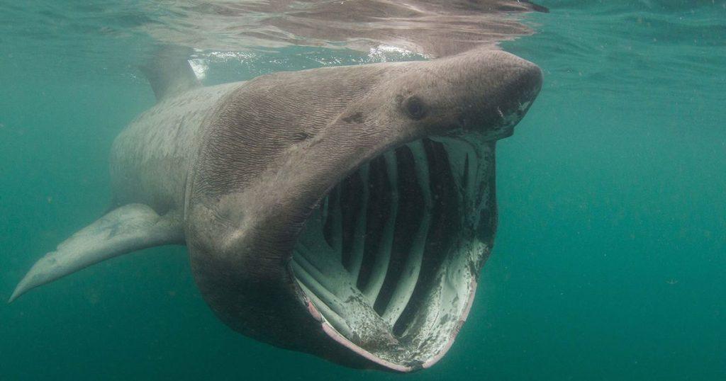 Basking Shark – Facts, Size, Habitat, and Pictures