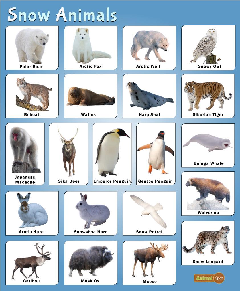 Snow Animals Facts List Pictures