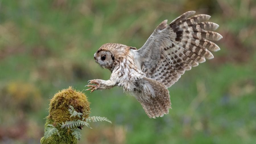 Tawny Owl Facts Description Size Habitat And Pictures