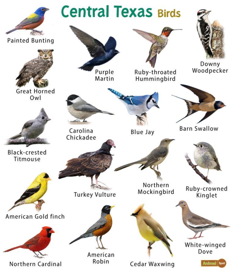 List Of Common Birds Found In Texas Facts With Pictures list-of-common-birds-found-in-texas-facts-with-pictures