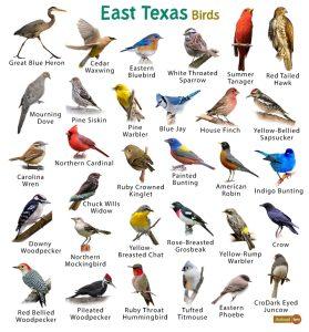 East Texas Birds