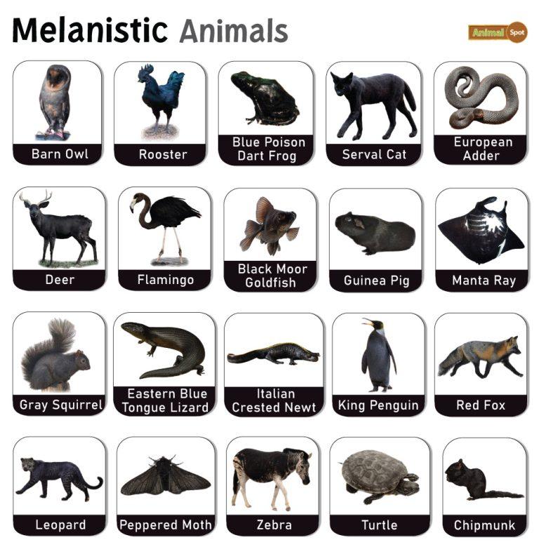 Melanistic animals facts list pictures and more