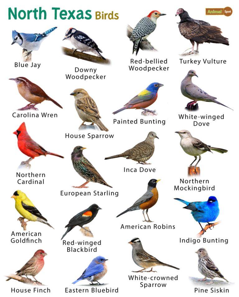 List of Common Birds Found in Texas Facts with Pictures