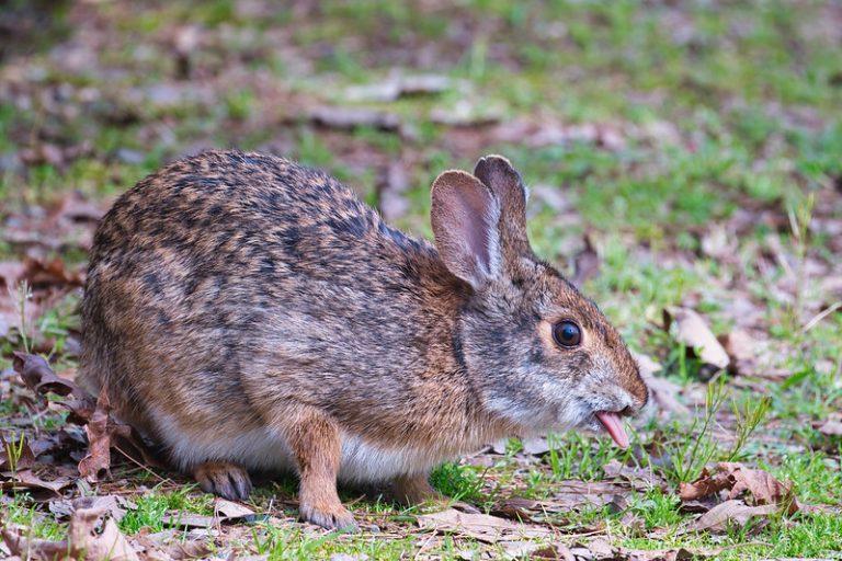 Wamp Rabbit Swamp Rabbit – Facts, Description, Size, Habitat, and Pictures