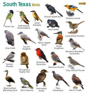 South Texas Birds