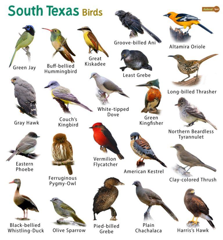 List of Common Birds Found in Texas – Facts with Pictures