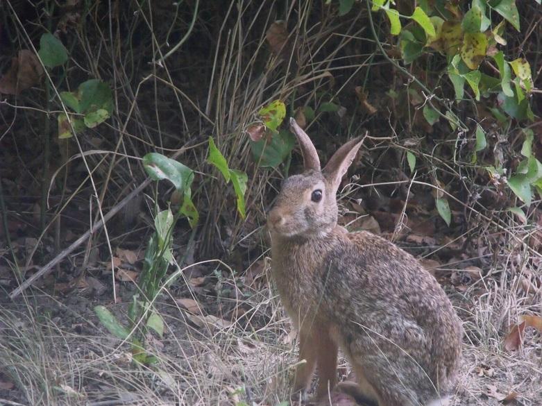 How to hunt swamp rabbits in Louisiana's coastal marshes