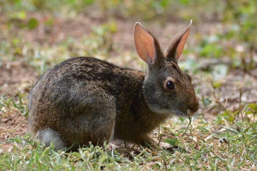 Swamp Rabbit (Sylvilagus aquaticus)