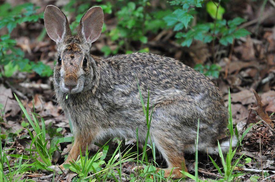 Swamp Rabbit (Sylvilagus aquaticus)