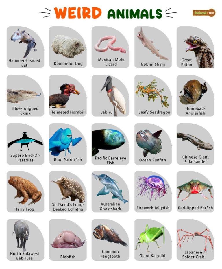 Weird Animals Facts List Pictures weird-animals-facts-list-pictures