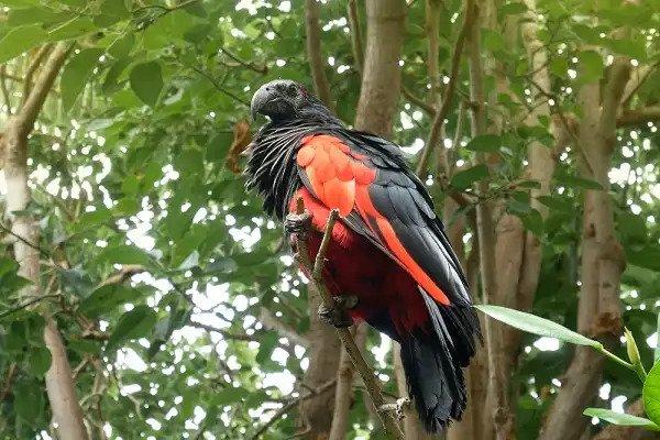 Dracula parrots: what are they and do they feed on blood? - Discover  Wildlife Dracula parrot facts
