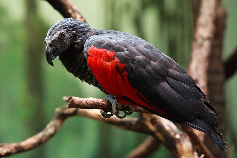 Dracula parrots: what are they and do they feed on blood? - Discover  Wildlife Dracula parrot facts