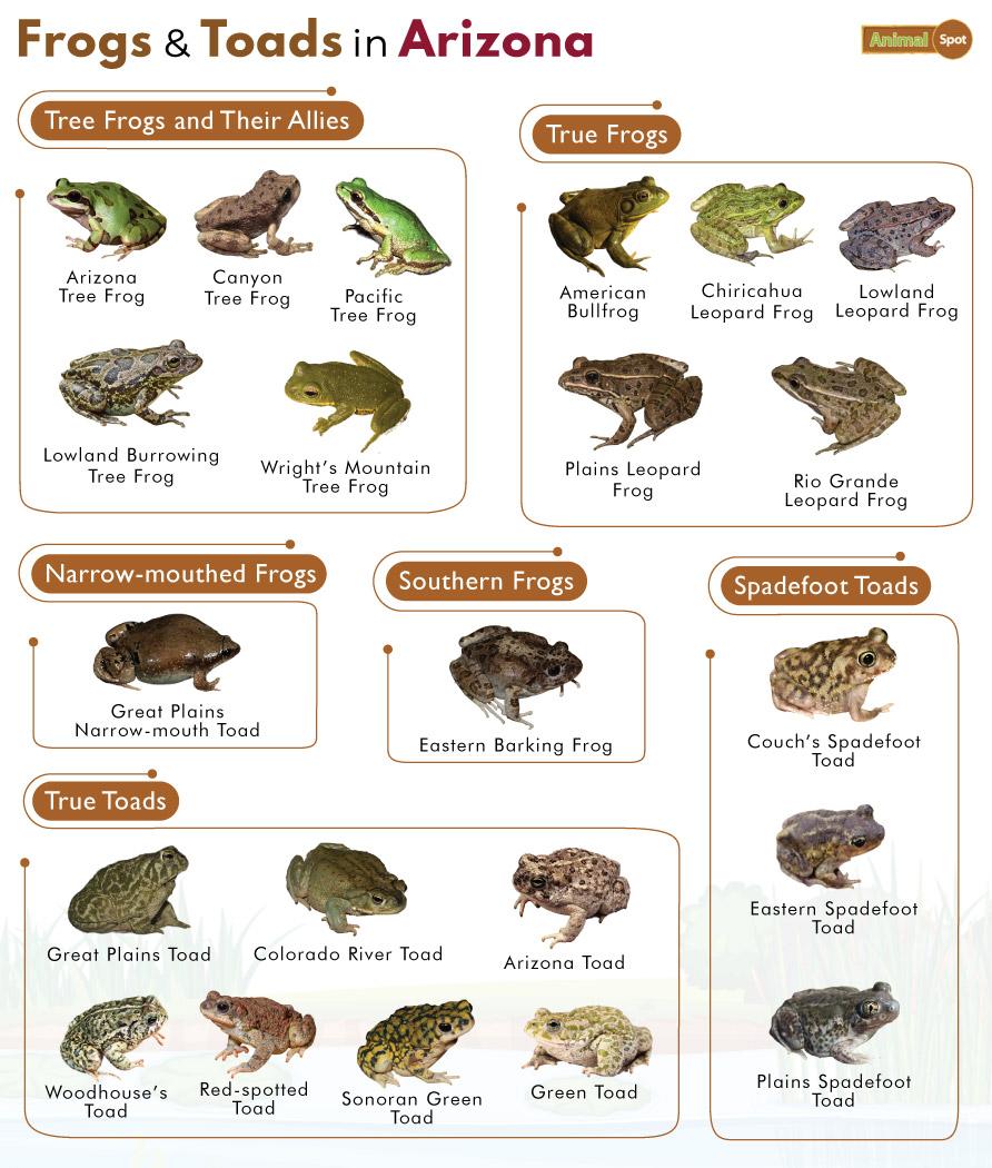List of Frogs and Toads Found in Arizona with Pictures