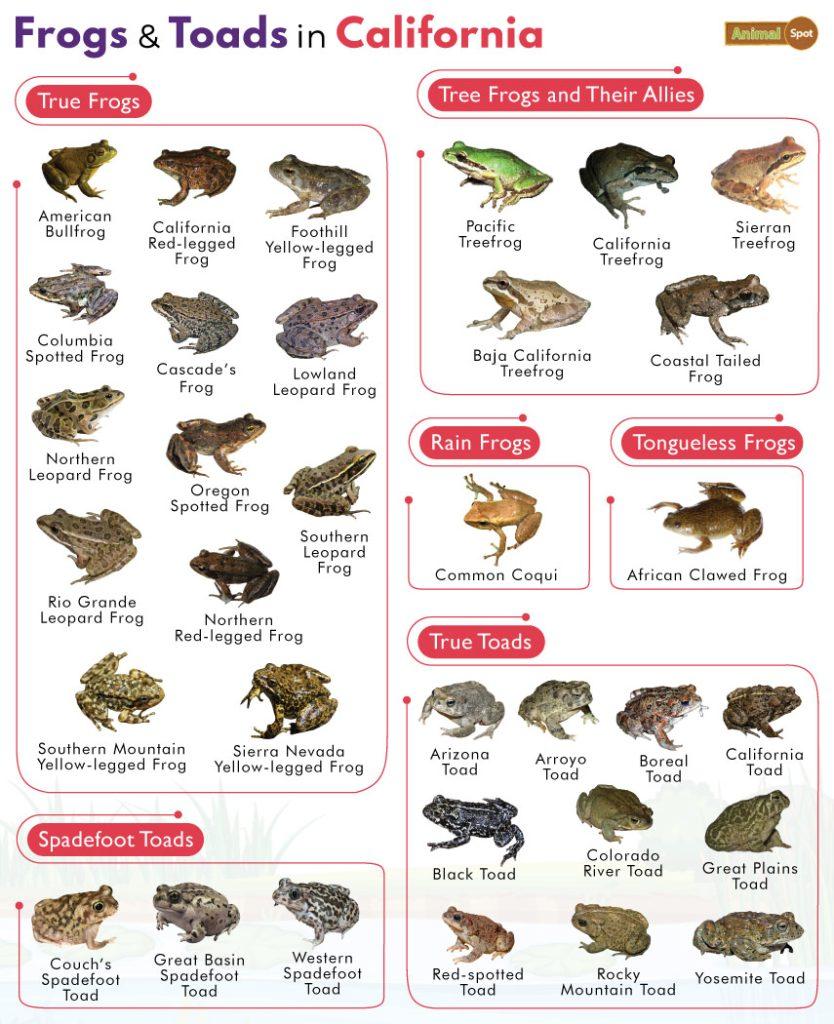 Frogs in California