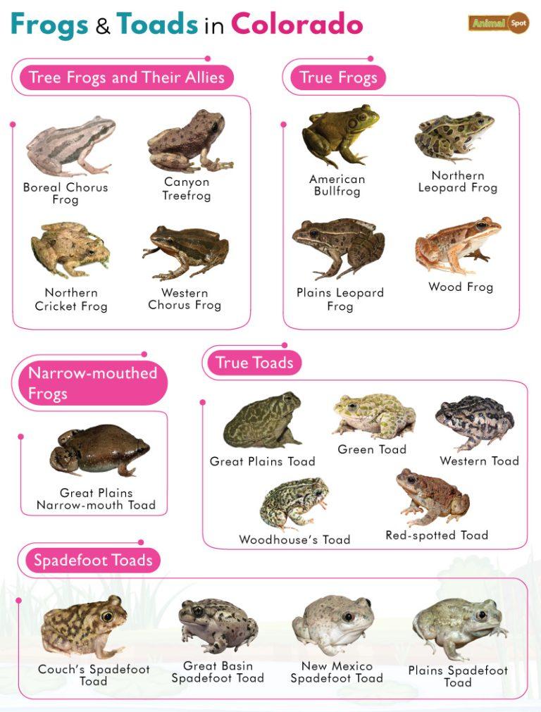 List of Frogs and Toads Found in Colorado with Pictures