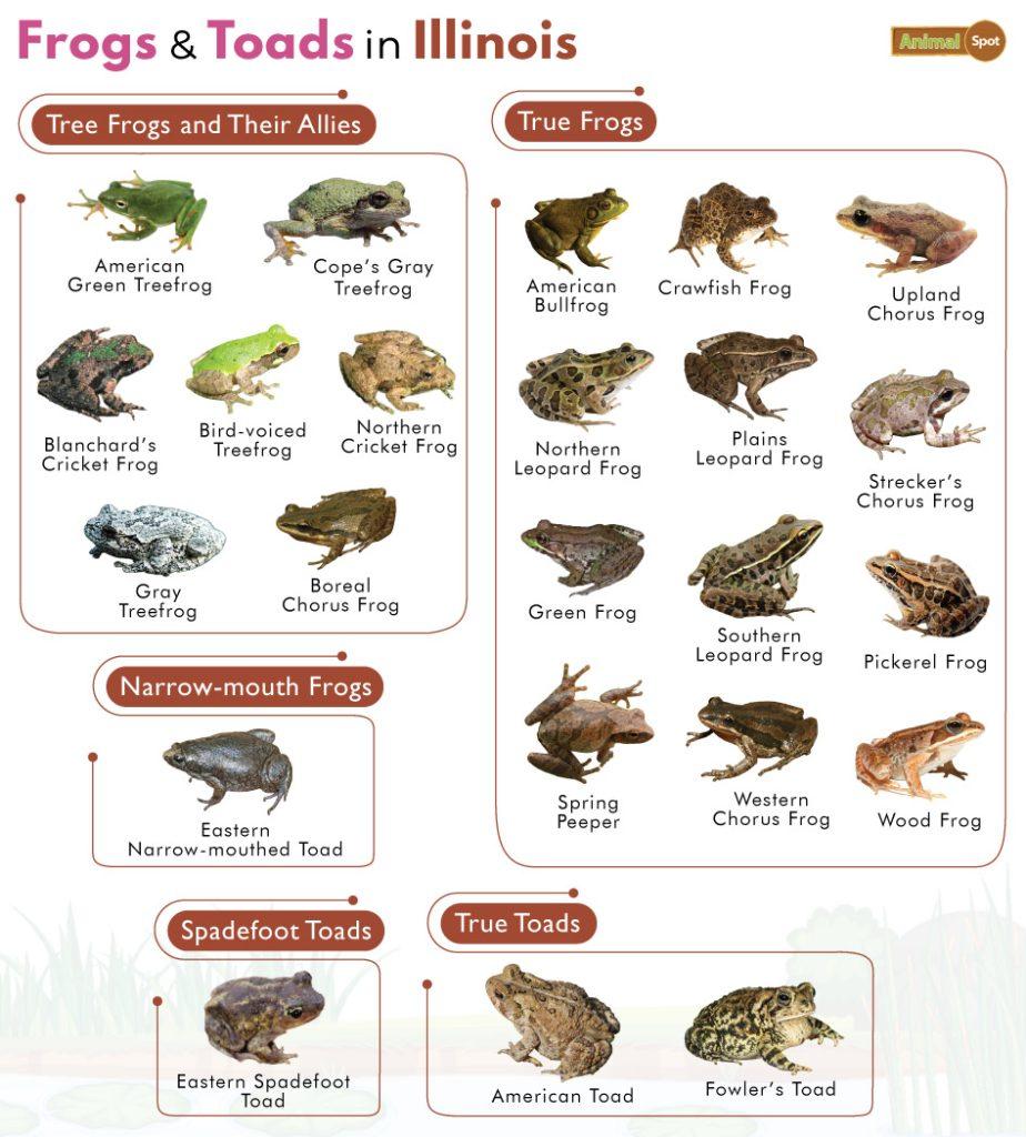 Frogs in Illinois