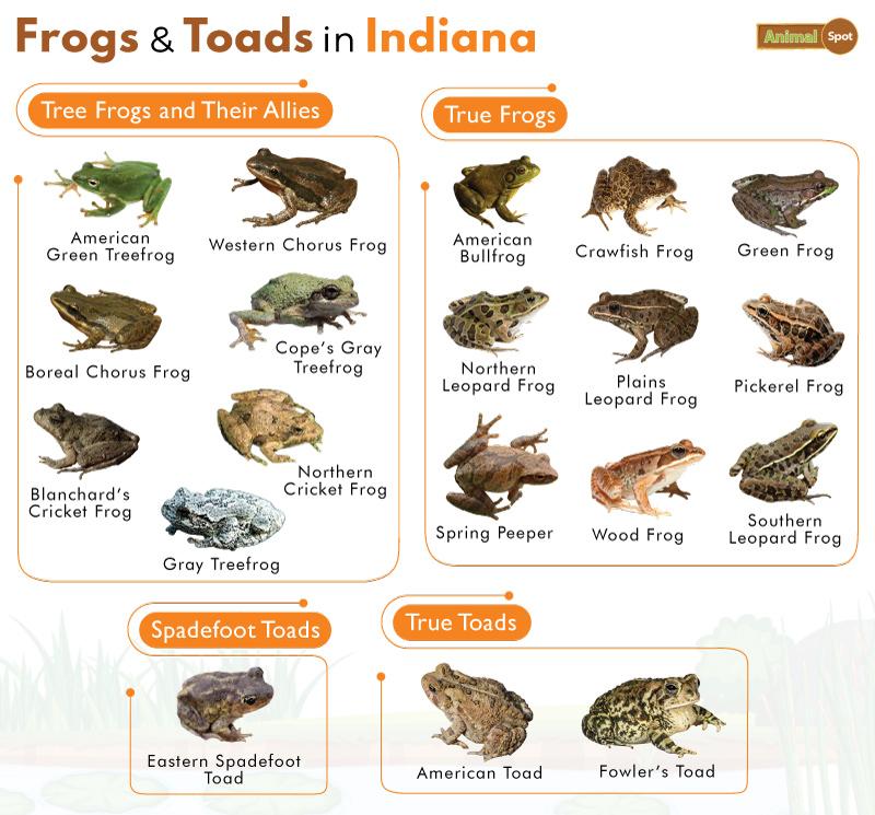 List of Frogs and Toads Found in Indiana with Pictures