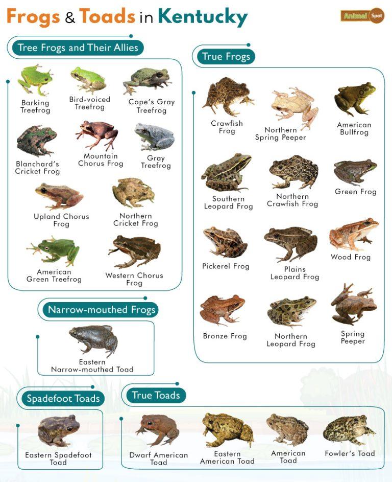 List of Frogs and Toads Found in Kentucky with Pictures
