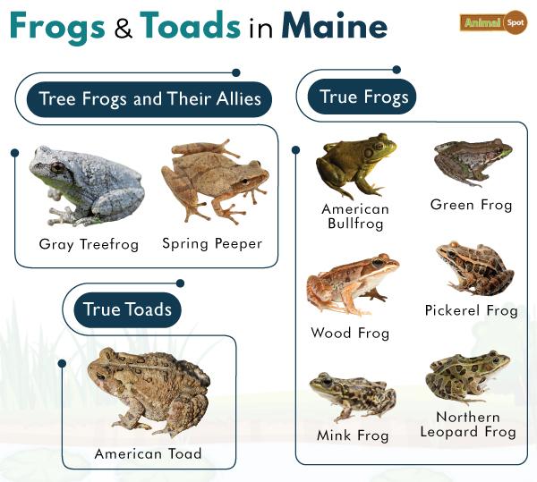 Frogs in Maine