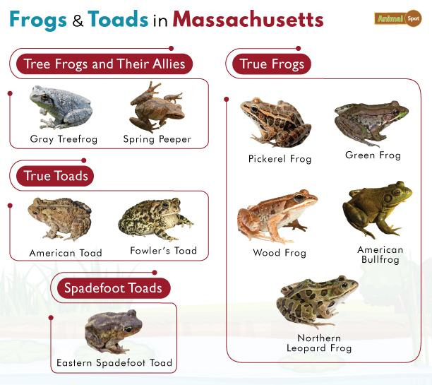 Frogs in Massachusetts